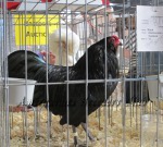 Bantam Black Cockbird