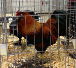 LF Wheaten Cockbird