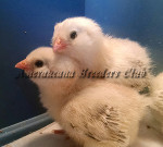 LF Wheaten Chick