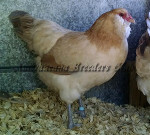 LF Blue Wheaten Hen