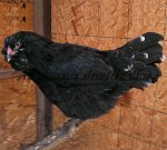 LF Mottled Cockbird