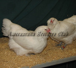 LF White Pullet